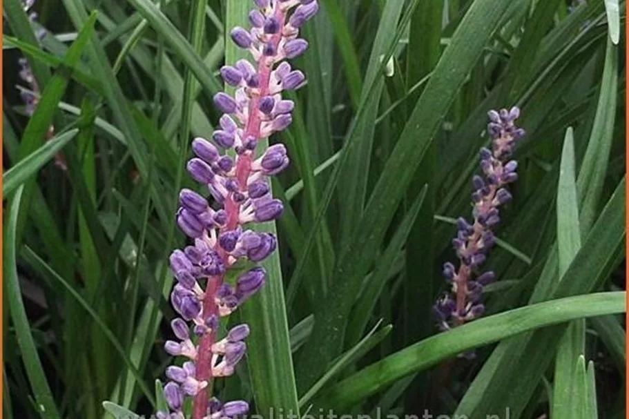 Liriope muscari 'Super Blue'