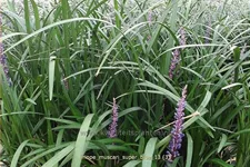 Liriope muscari 'Super Blue'