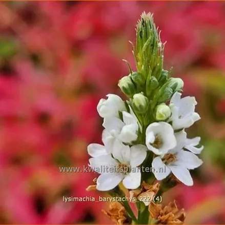 Lysimachia barystachys