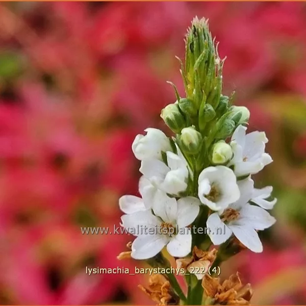 Lysimachia barystachys - Nickende Felberich
