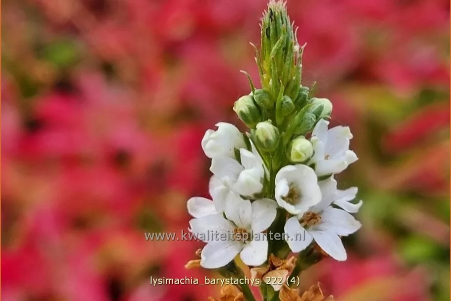 Lysimachia barystachys