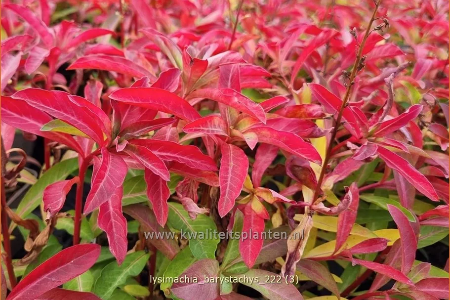 Lysimachia barystachys