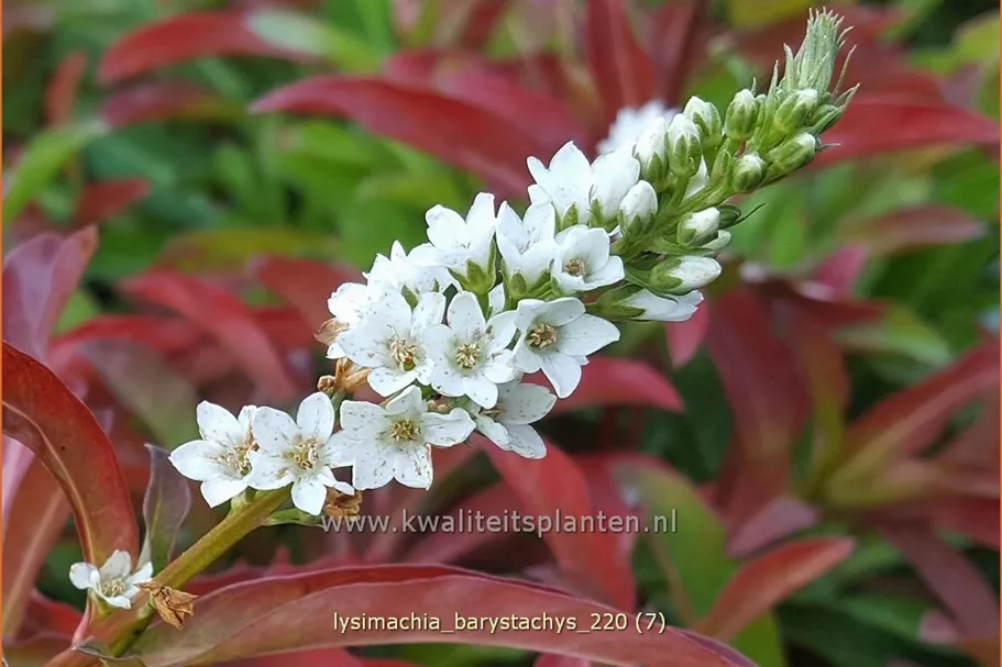 Lysimachia barystachys