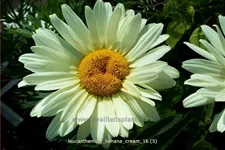 Leucanthemum x superbum 'Banana Cream'