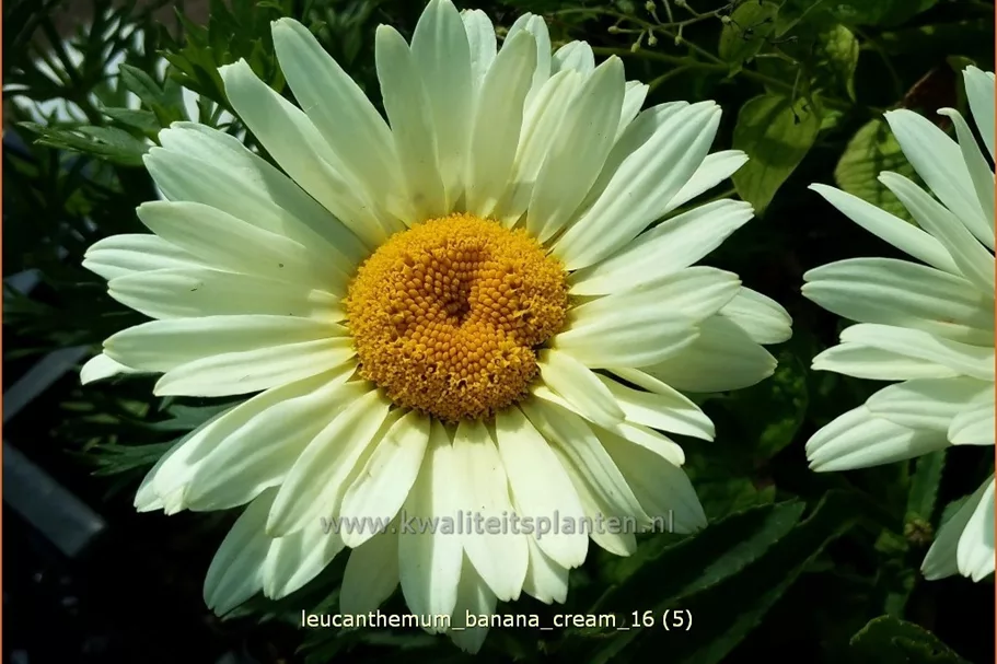 Leucanthemum x superbum 'Banana Cream'