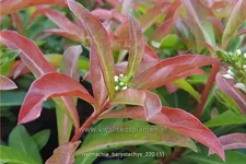 Lysimachia barystachys