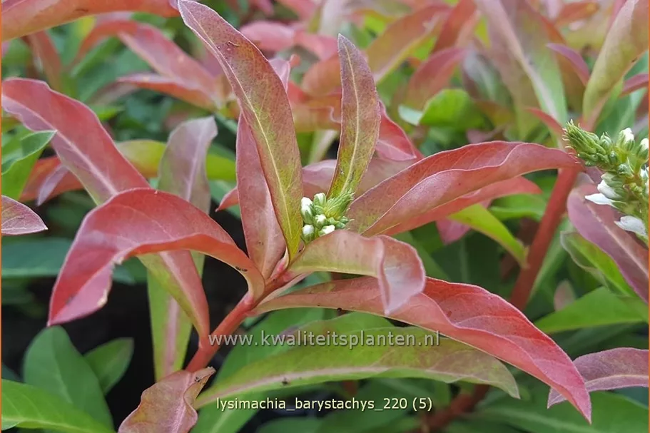 Lysimachia barystachys