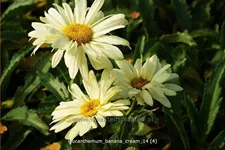 Leucanthemum x superbum 'Banana Cream'