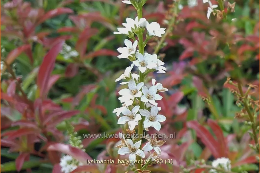 Lysimachia barystachys