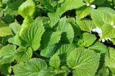 Lamium orvala 'Album'