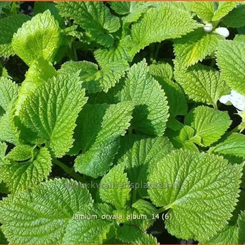 Lamium orvala 'Album'