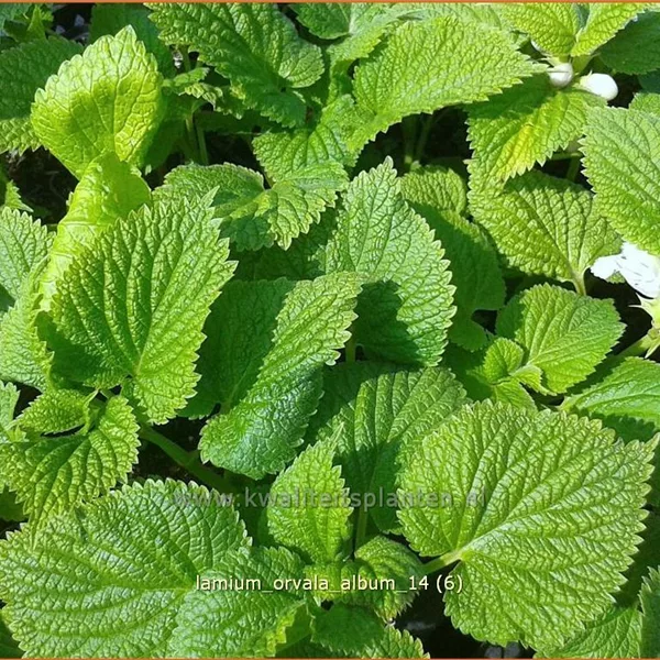 Lamium orvala 'Album'