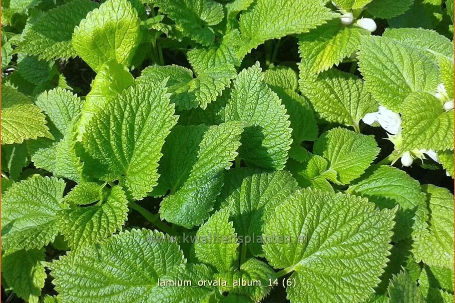 Lamium orvala 'Album'