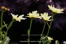 Leucanthemum x superbum 'Banana Cream'
