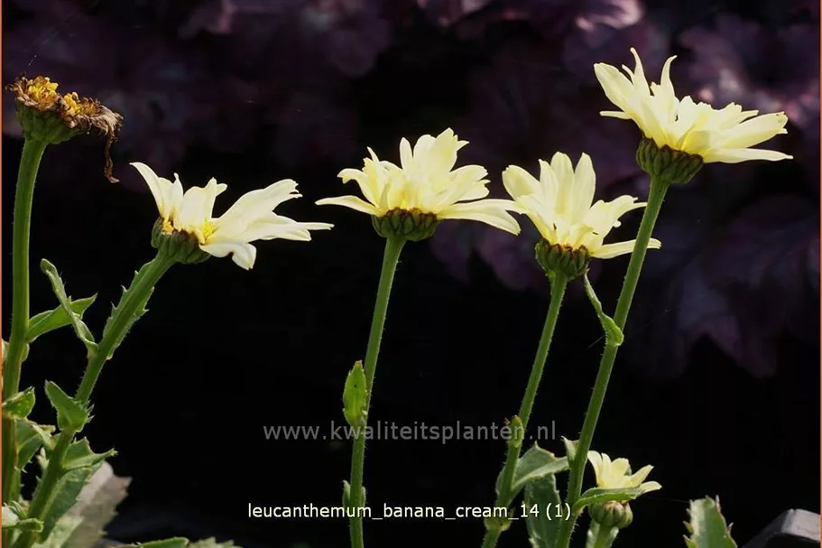 Leucanthemum x superbum 'Banana Cream'