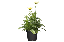 Leucanthemum x superbum 'Banana Cream'