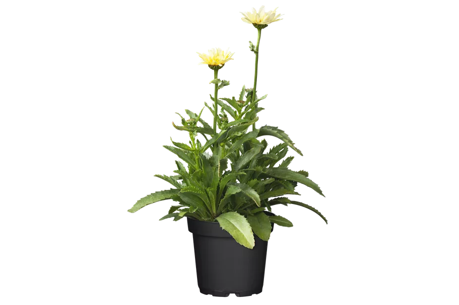 Leucanthemum x superbum 'Banana Cream'