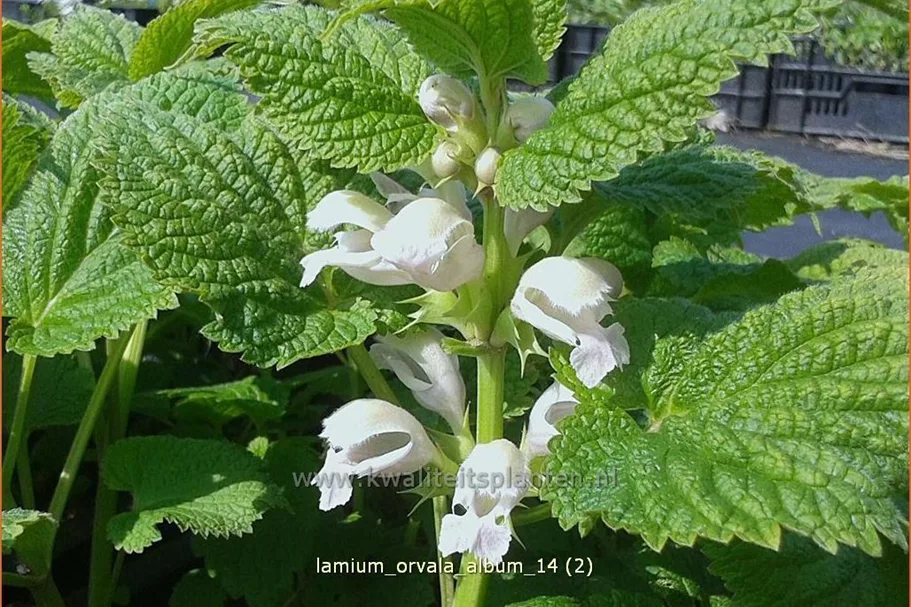 Lamium orvala 'Album'