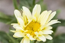 Leucanthemum x superbum 'Banana Cream'