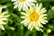 Leucanthemum x superbum 'Banana Cream'