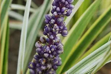 Liriope muscari 'Variegata'