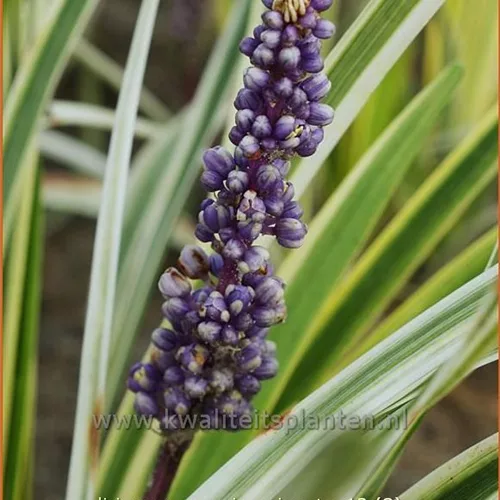 Liriope muscari 'Variegata'