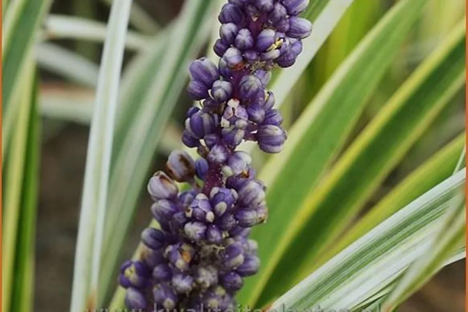 Liriope muscari 'Variegata'