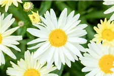 Leucanthemum x superbum 'Banana Cream'