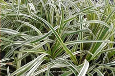 Liriope muscari 'Variegata'