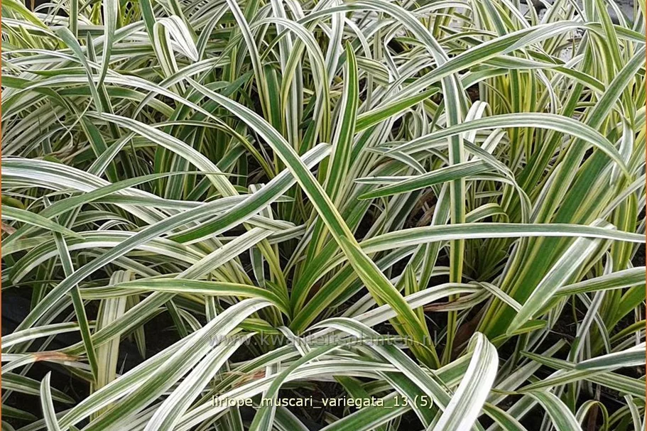 Liriope muscari 'Variegata'