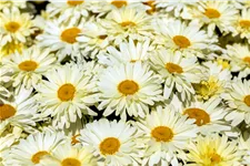 Leucanthemum x superbum 'Banana Cream'