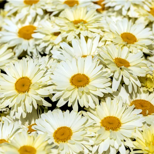 Leucanthemum x superbum 'Banana Cream'