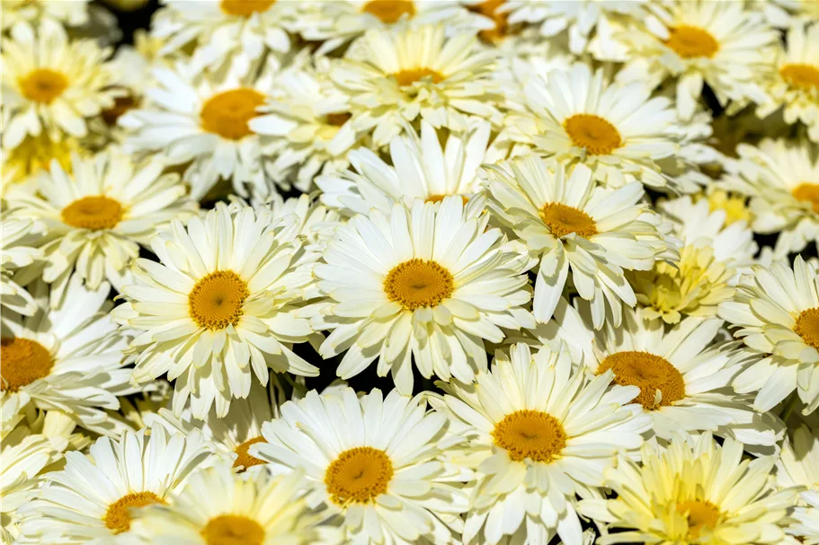 Leucanthemum x superbum 'Banana Cream'