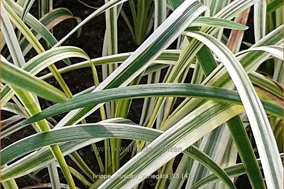 Liriope muscari 'Variegata'