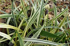 Liriope muscari 'Variegata'