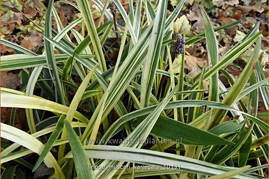 Liriope muscari 'Variegata'