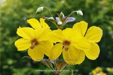 Lysimachia ciliata 'Firecracker'