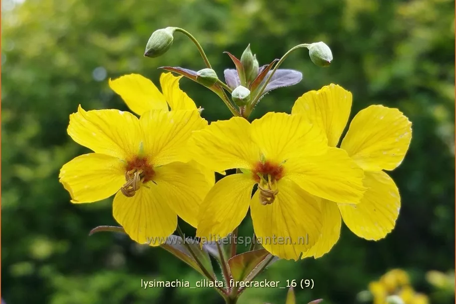 Lysimachia ciliata 'Firecracker'