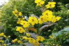 Lysimachia ciliata 'Firecracker'