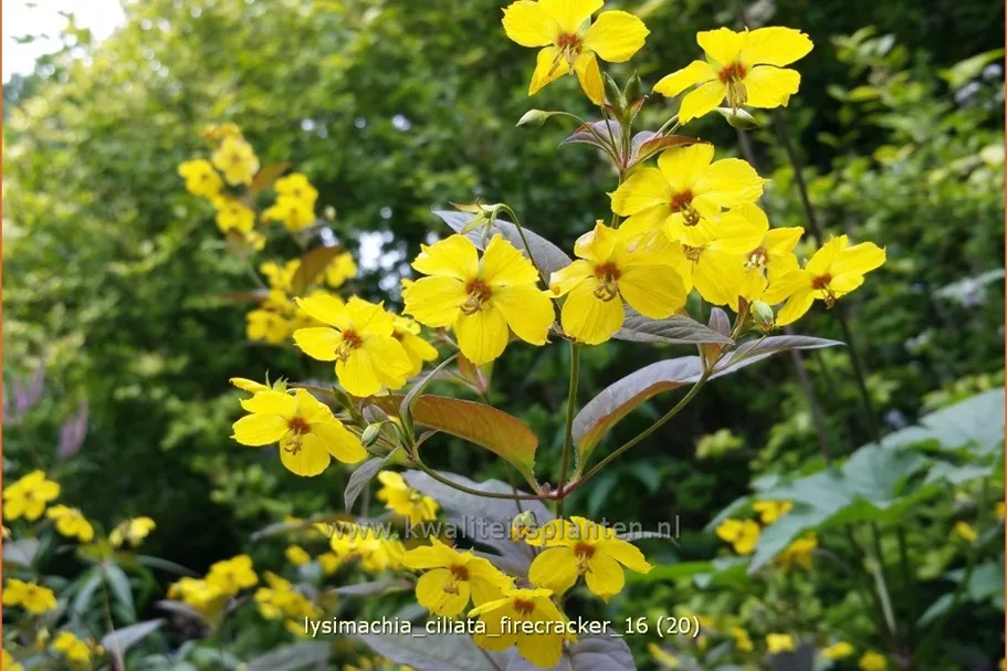 Lysimachia ciliata 'Firecracker'