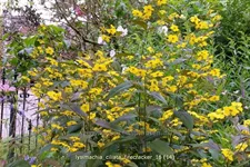 Lysimachia ciliata 'Firecracker'
