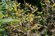 Lysimachia ciliata 'Firecracker'