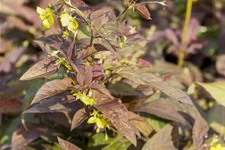 Lysimachia ciliata 'Firecracker'