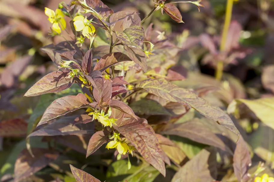 Lysimachia ciliata 'Firecracker'