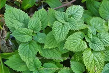 Lamium orvala 'Silva'
