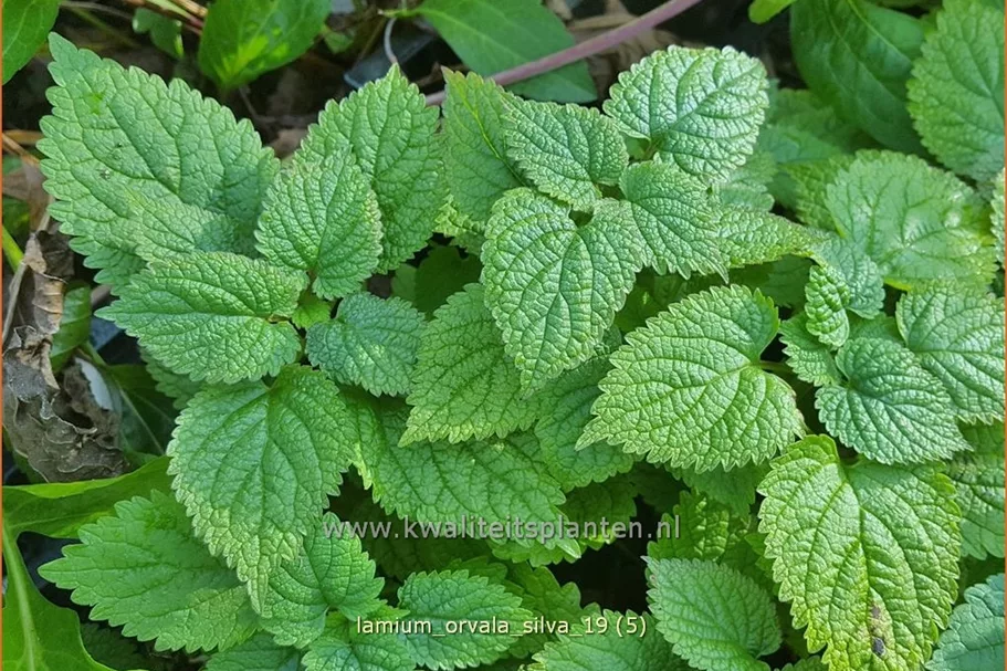 Lamium orvala 'Silva'