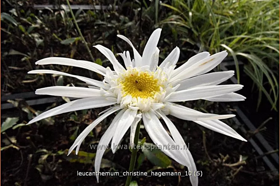 Leucanthemum x superbum 'Christine Hagemann'