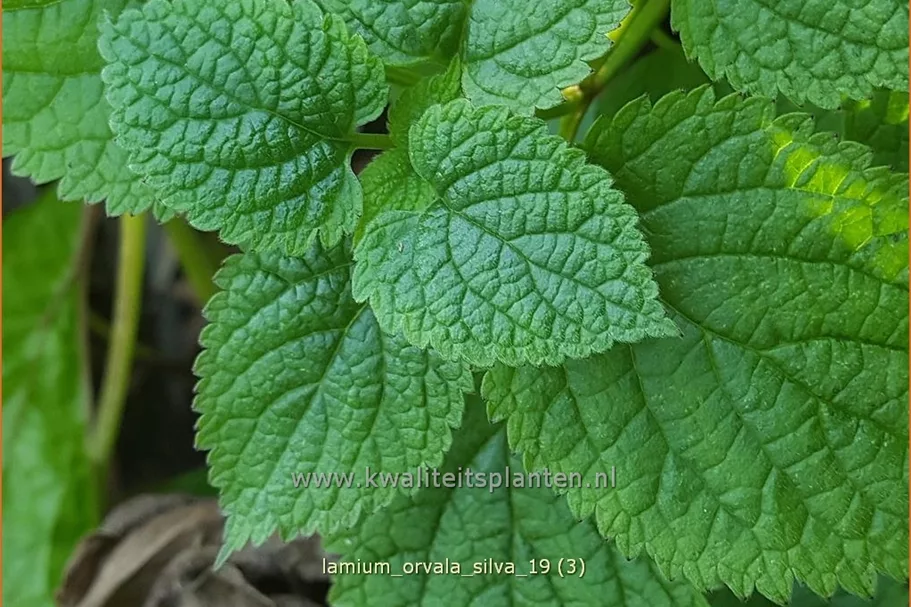 Lamium orvala 'Silva'