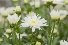 Leucanthemum x superbum 'Christine Hagemann'