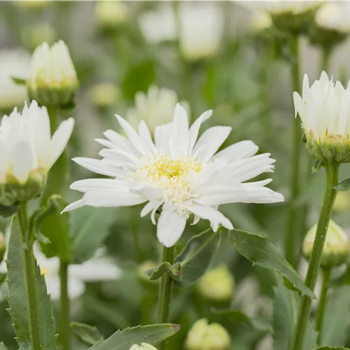 Leucanthemum x superbum 'Christine Hagemann'